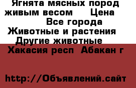 Ягнята мясных пород живым весом.  › Цена ­ 125 - Все города Животные и растения » Другие животные   . Хакасия респ.,Абакан г.